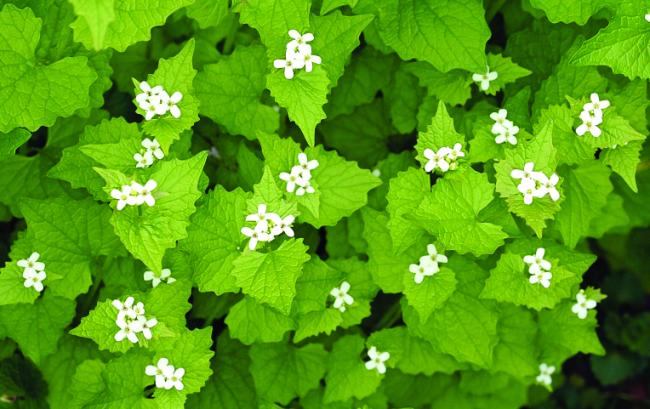 garlic mustard