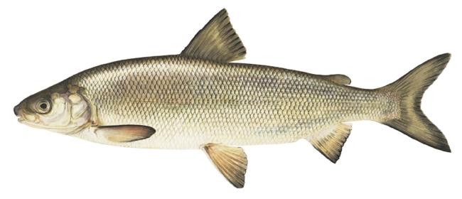 Whitefish