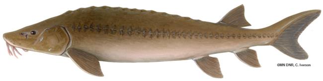 sturgeon